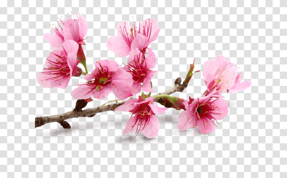 Block Amp Crown We Salute The Phunk, Plant, Flower, Blossom, Cherry Blossom Transparent Png