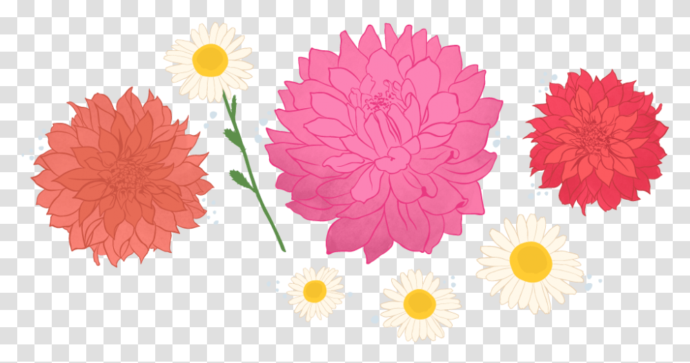 Bloemboer Flowers Logo Barberton Daisy, Dahlia, Plant, Blossom, Floral Design Transparent Png