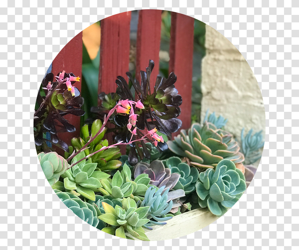 Blog Fireflyinstitute Houseplant, Flower, Flower Arrangement, Flower Bouquet, Art Transparent Png