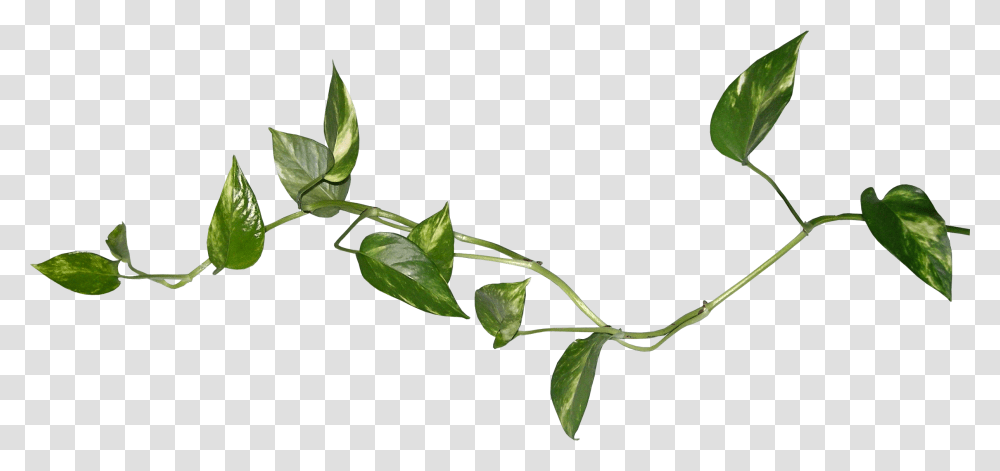 Blog Leaf Desktop Wallpaper Clip Art Watercolour Leaves Watercolor Leaves, Plant, Flower, Blossom, Acanthaceae Transparent Png