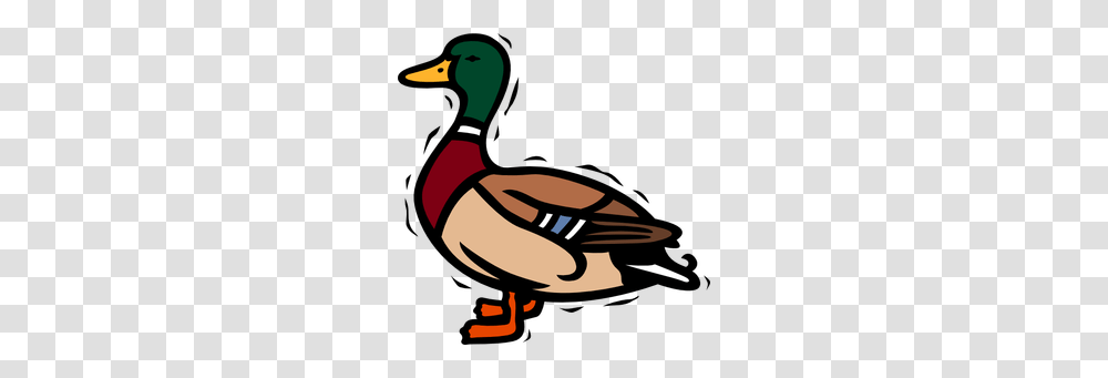 Blog, Waterfowl, Bird, Animal, Duck Transparent Png