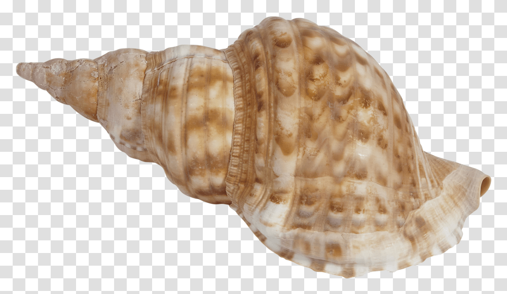 Blonde Triton, Conch, Seashell, Invertebrate, Sea Life Transparent Png