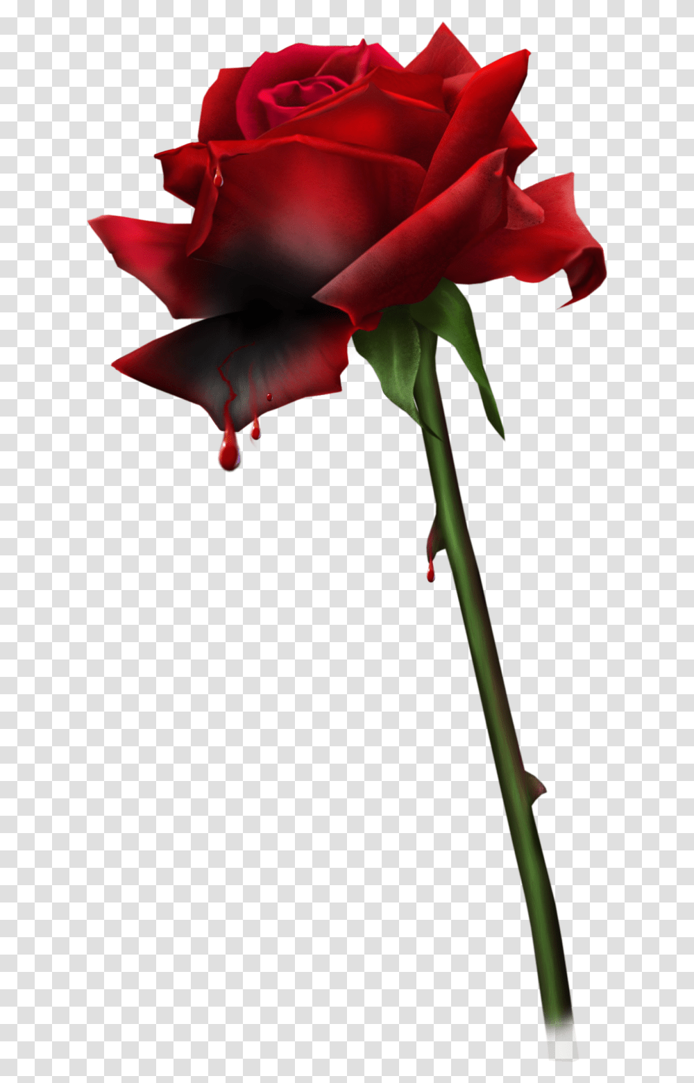 Blood Bloody Rosebloody Rosesgothgoth Aestheticroserosesred Kanayan Gl, Plant, Flower, Blossom, Petal Transparent Png
