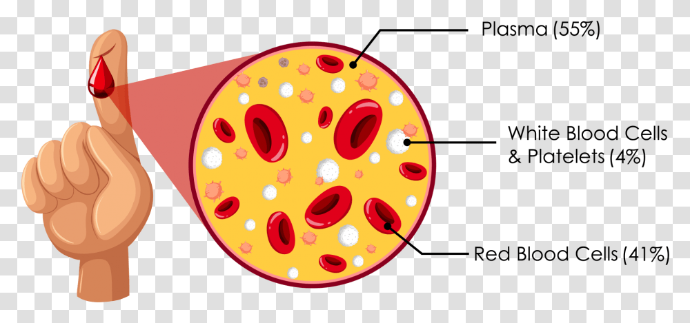 Blood Composition Composition Of Blood, Sweets, Food, Bowl Transparent Png