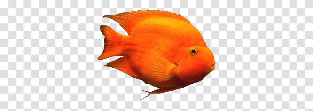 Blood Parrot Fish Background Aquarium Fishes Orange Fish With No Background, Animal, Angelfish, Sea Life, Amphiprion Transparent Png