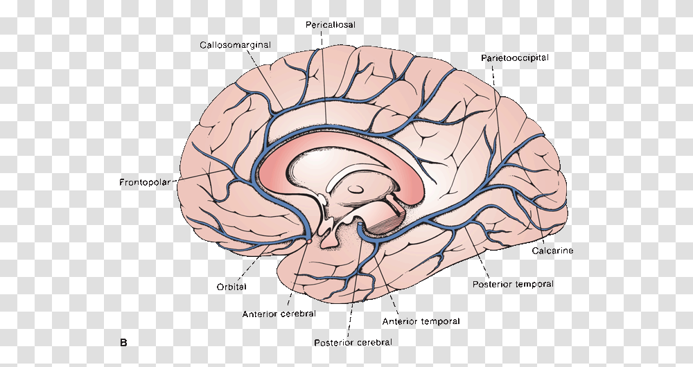 Blood Supply Of Medial Surface Of Brain, Invertebrate, Animal, Clam, Seashell Transparent Png