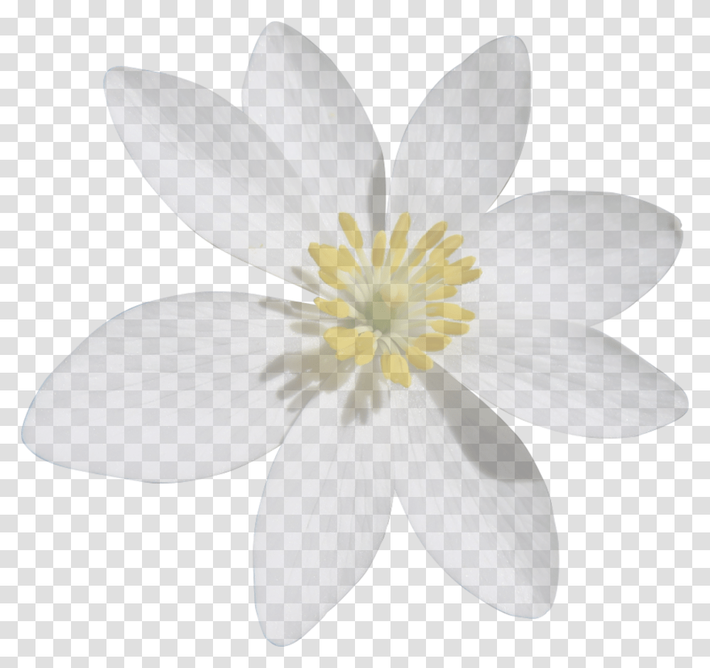 Blood Turmeric White Flower Cut Fleur Blanche, Plant, Anemone, Pollen, Daisy Transparent Png