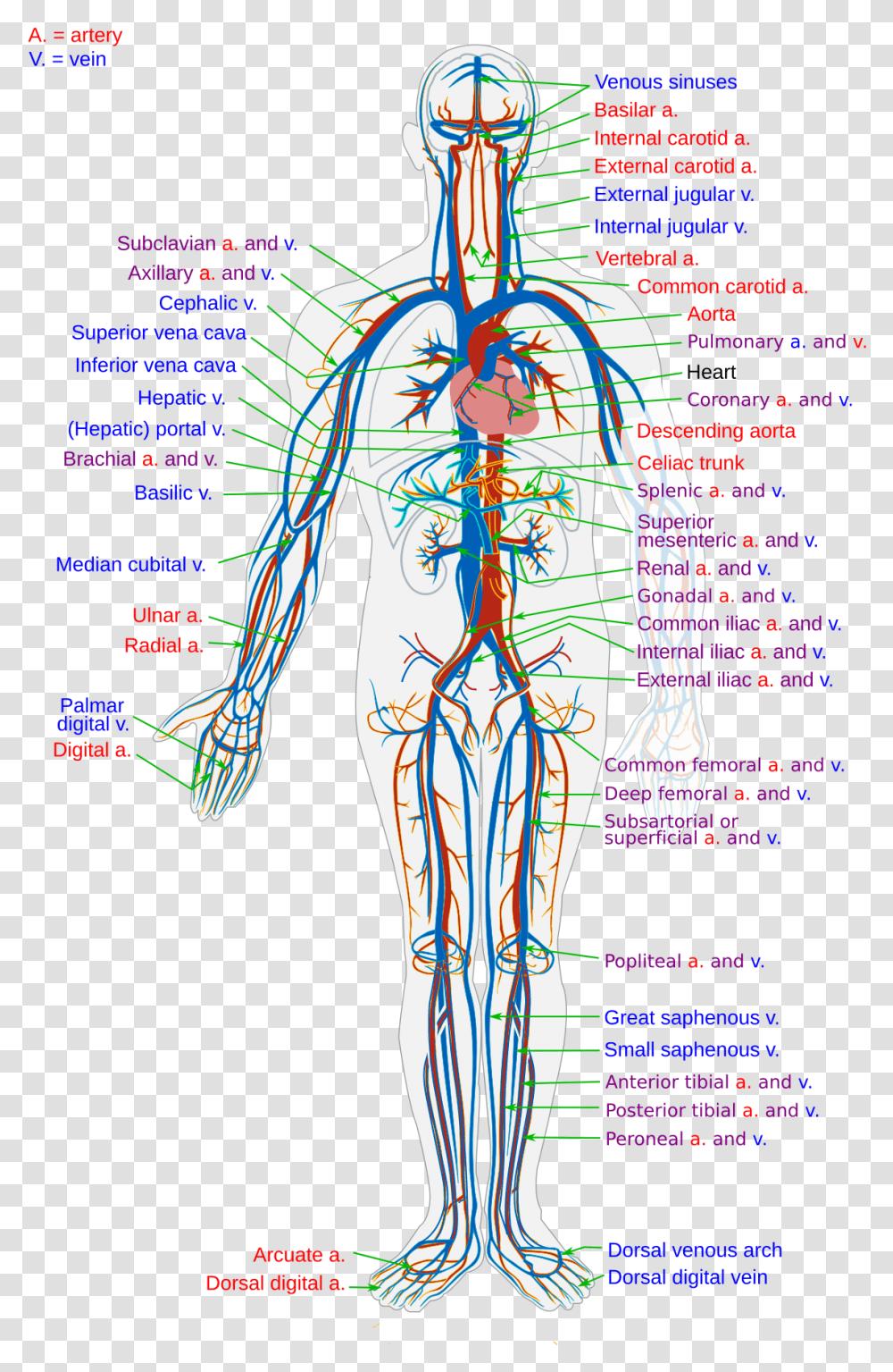 Blood Vessel Wikipedia Blood Vessels In The Body, Person, Human, Purple, Plot Transparent Png