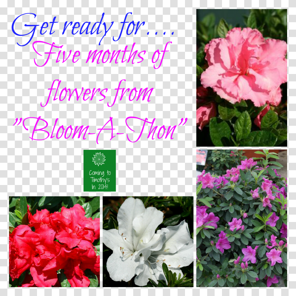 Bloom A Thon Azaleas Evergreen Rose Transparent Png
