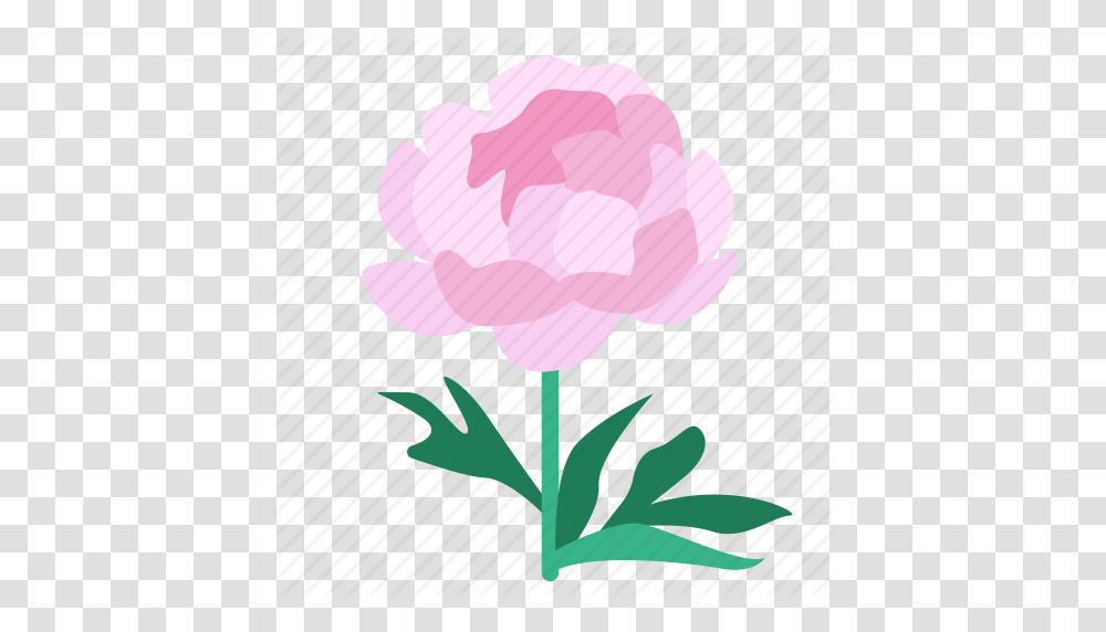 Bloom Flora Flower Peony Plant Showy Shrubby Icon, Blossom, Carnation, Rose, Petal Transparent Png