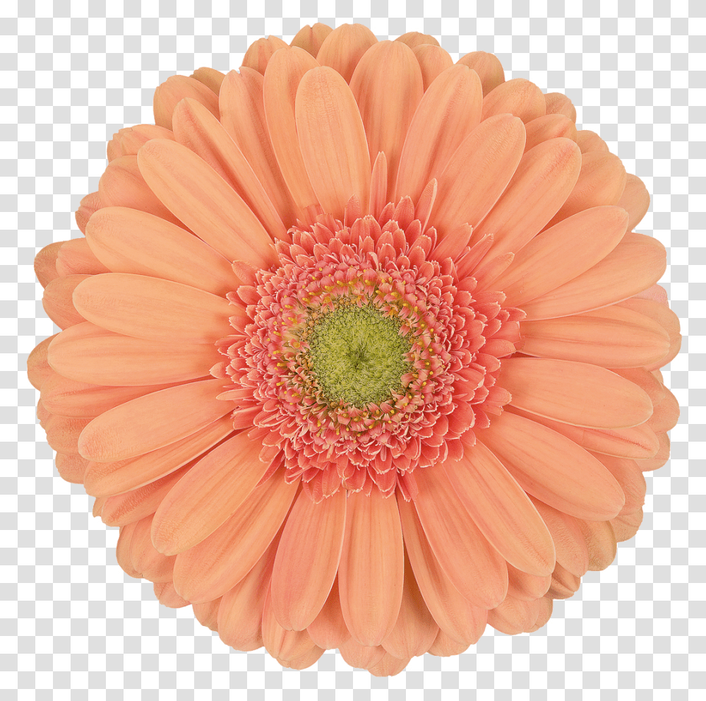 Bloom Flower Gif, Plant, Blossom, Daisy, Daisies Transparent Png