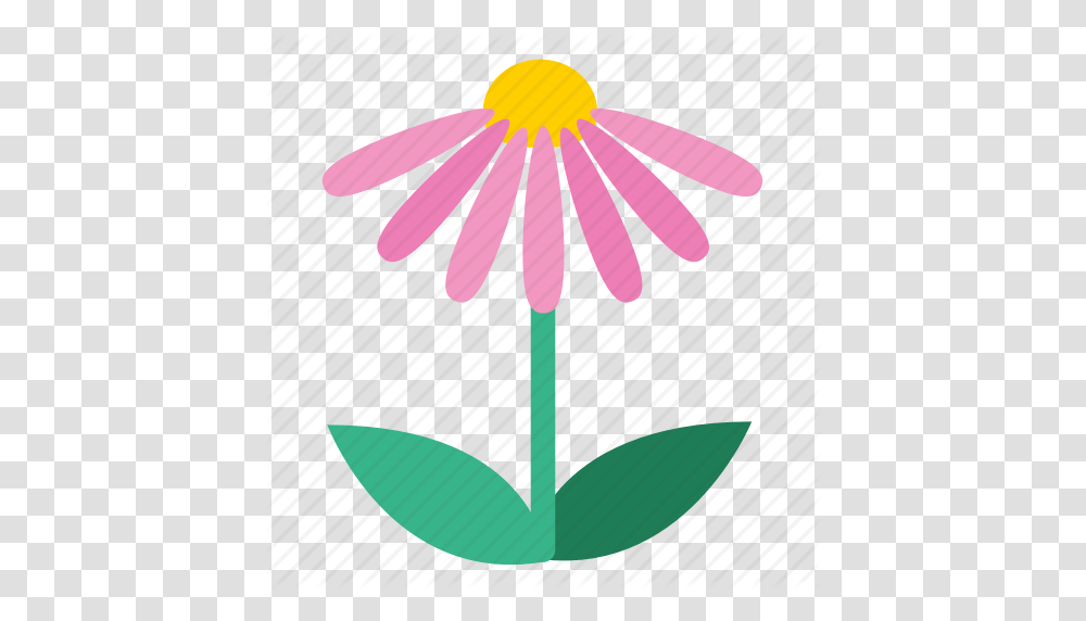 Blooming Coneflower Echinacea Floral Flower Plant Wildflower, Blossom, Hook, Anchor Transparent Png