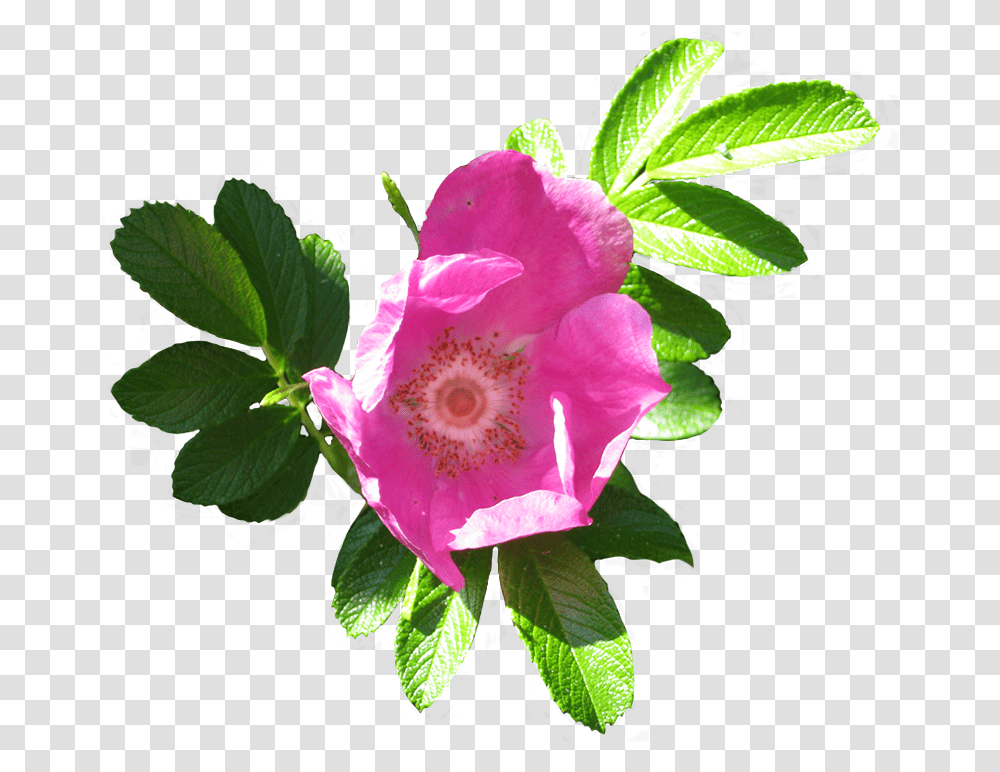Blooming Dog Rose Image, Plant, Flower, Geranium, Leaf Transparent Png