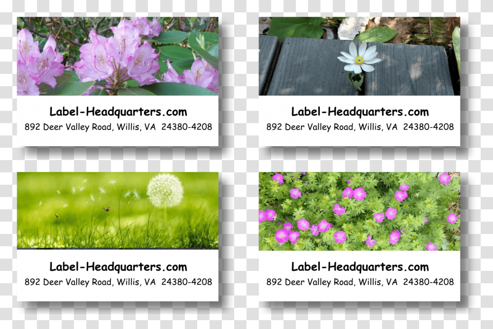 Blooming Flowers Address Labels On Sheets African Daisy, Plant, Collage, Poster, Advertisement Transparent Png