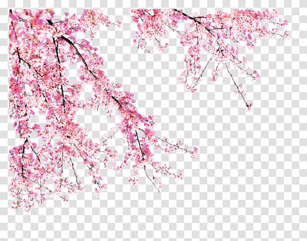 Blooming Peach Tree Background Cherry Blossom, Spring, Plant, Chandelier, Lamp Transparent Png