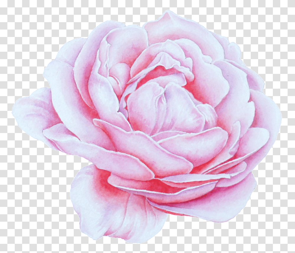 Blooming Peony Flower Portable Network Lovely, Rose, Plant, Blossom, Petal Transparent Png