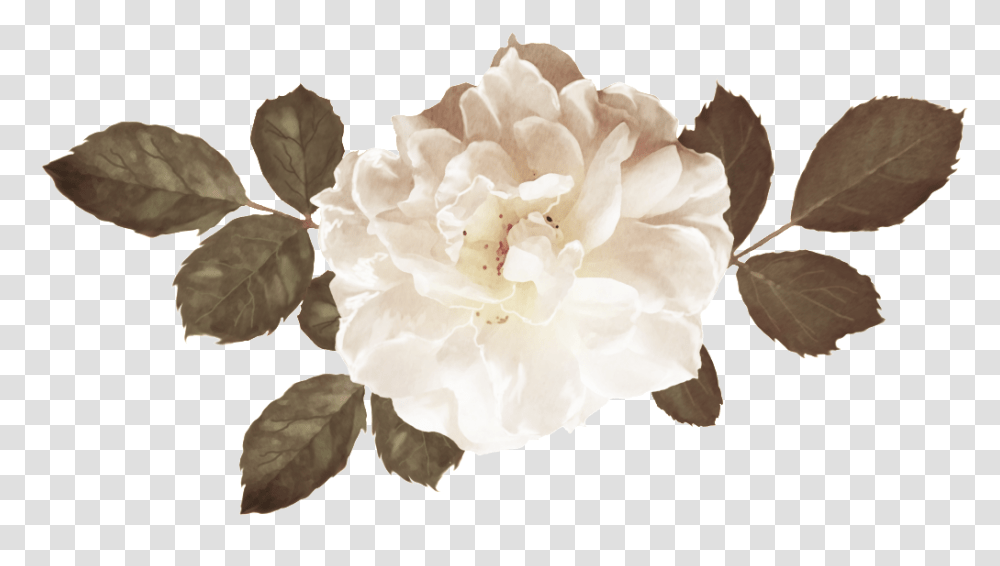 Blooming Rose Flower Bouquet Background Brown Flowers, Plant, Blossom Transparent Png