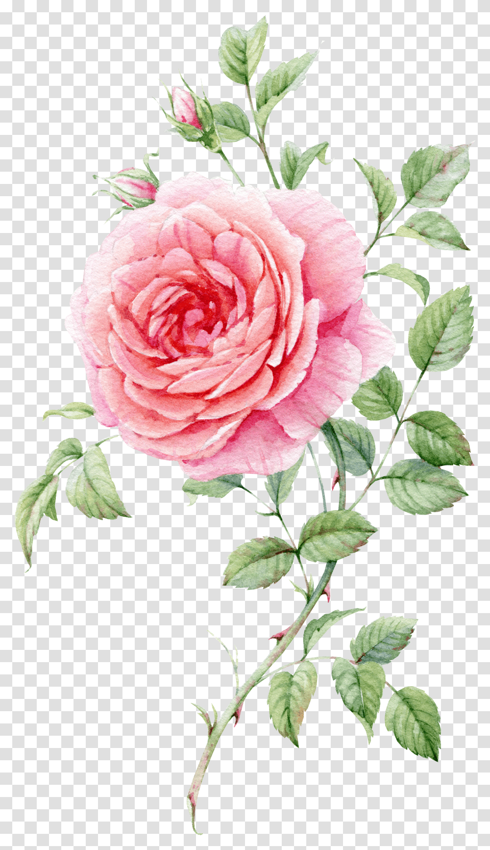 Blooming Rose Watercolor Rose Watercolor Flower Painting Transparent Png