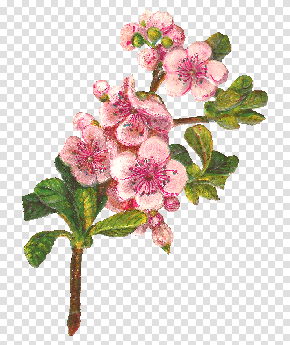 Bloosoming Apple Tree Svg Black And White Apple Tree Flower Clipart, Plant, Blossom, Geranium, Cherry Blossom Transparent Png
