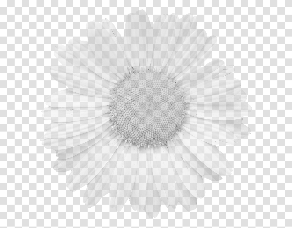 Blossom 960, Flower, Plant, Daisy, Daisies Transparent Png