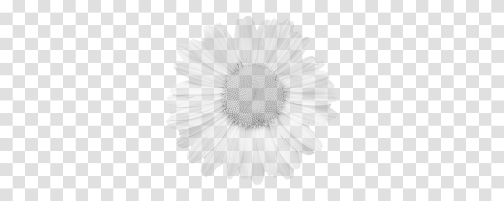 Blossom Nature, Plant, Daisy, Flower Transparent Png