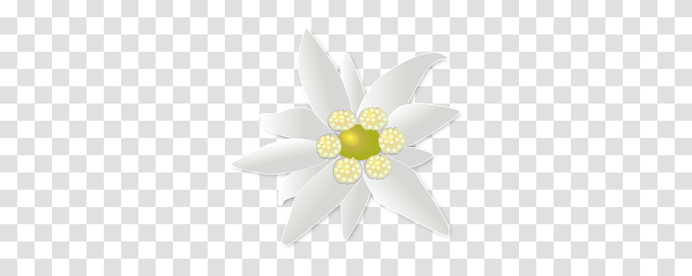 Blossom Nature, Lamp, Daisy, Flower Transparent Png