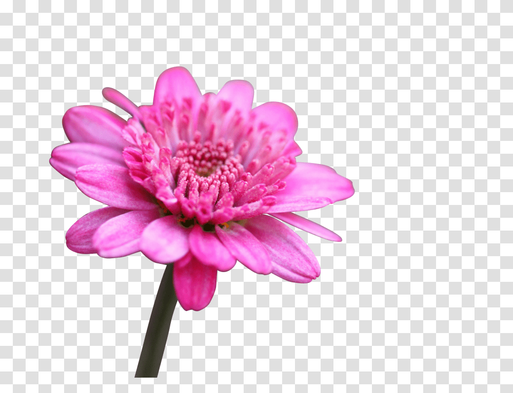 Blossom Clip, Holiday, Dahlia, Flower, Plant Transparent Png