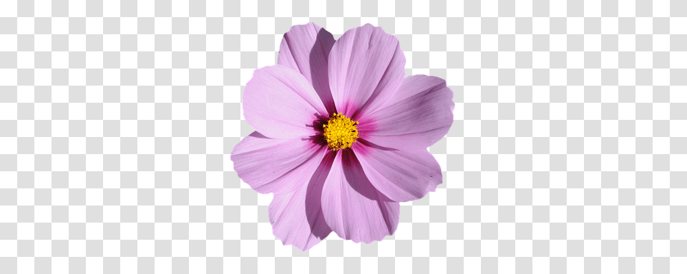 Blossom Nature, Plant, Anther, Flower Transparent Png