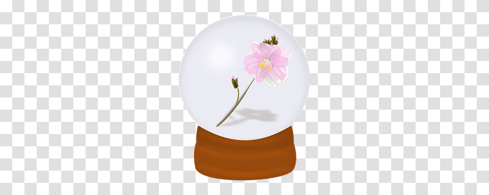 Blossom Plant, Flower, Anther, Petal Transparent Png