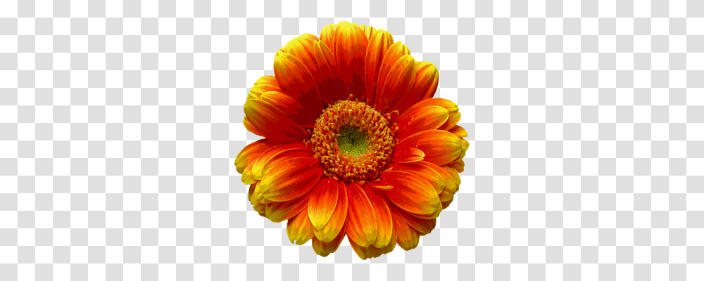 Blossom Nature, Plant, Dahlia, Flower Transparent Png