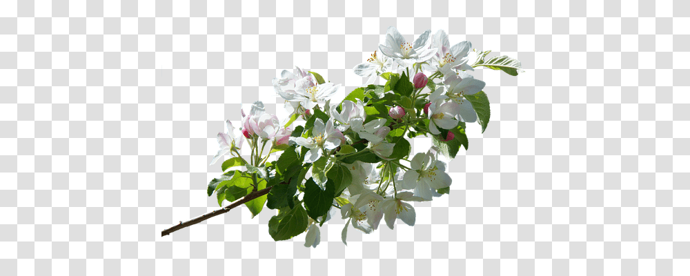 Blossom Nature, Plant, Flower, Flower Bouquet Transparent Png