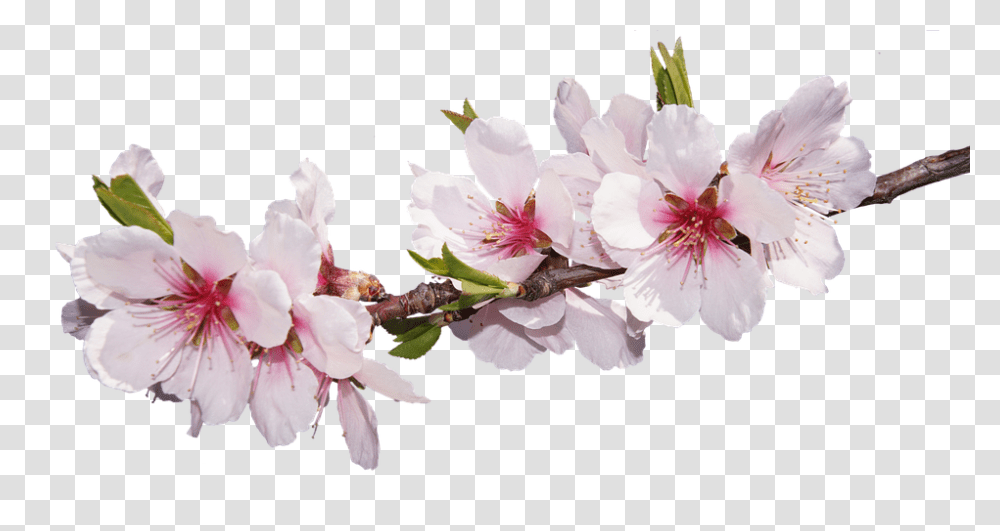 Blossom 960, Flower, Plant, Cherry Blossom, Pollen Transparent Png