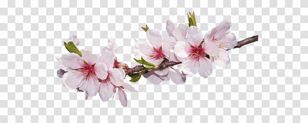 Blossom Nature, Plant, Cherry Blossom, Flower Transparent Png