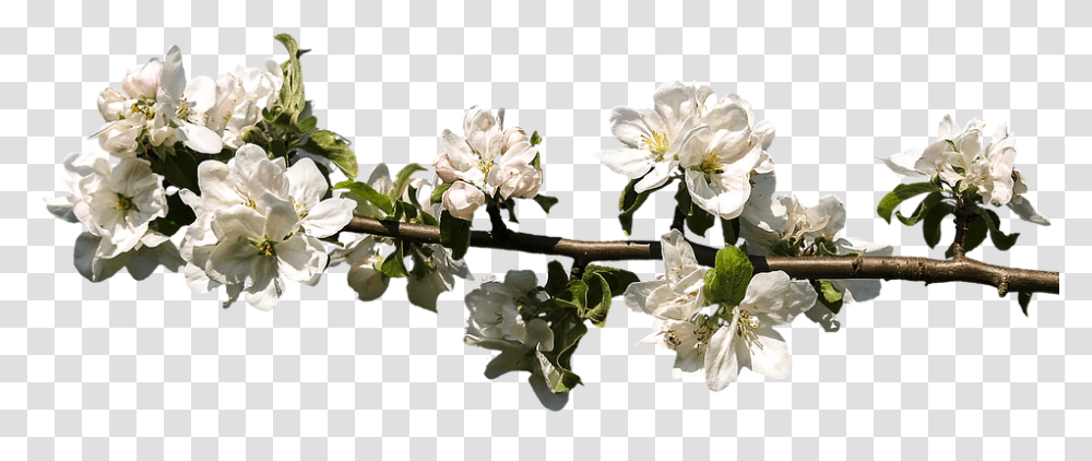 Blossom 960, Flower, Plant, Geranium, Pollen Transparent Png