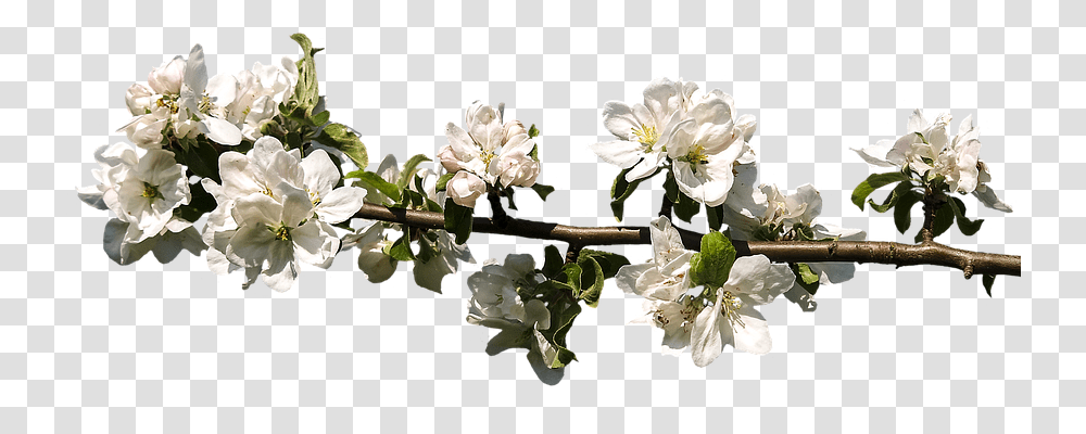 Blossom Nature, Plant, Flower, Geranium Transparent Png