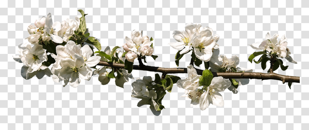 Blossom Nature, Plant, Flower, Pollen Transparent Png