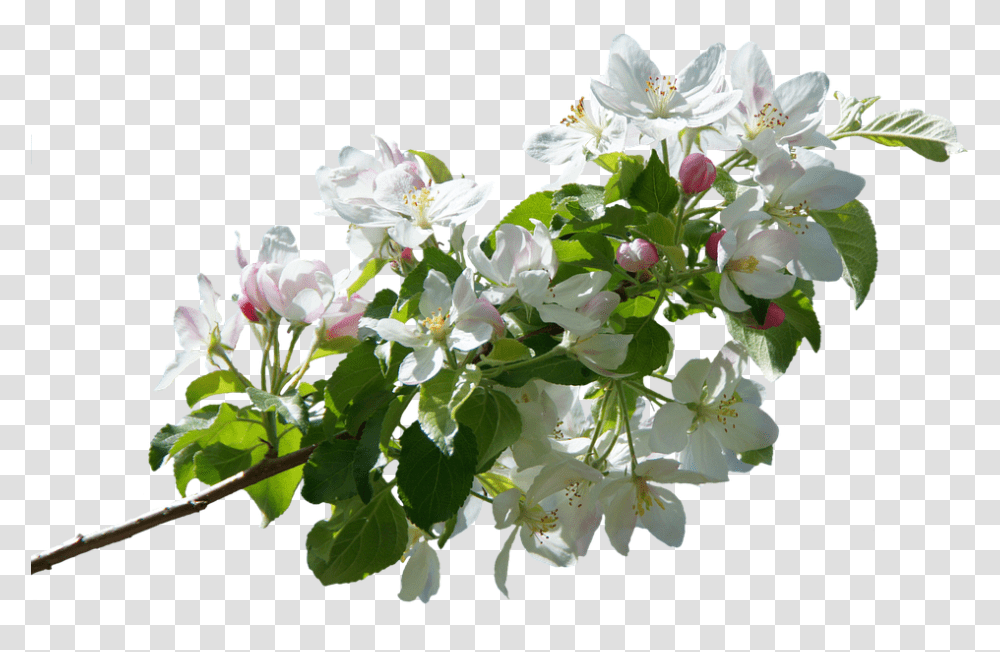 Blossom Bloom Apple Spring Apple Tree Flowers, Plant, Flower Bouquet, Flower Arrangement, Geranium Transparent Png