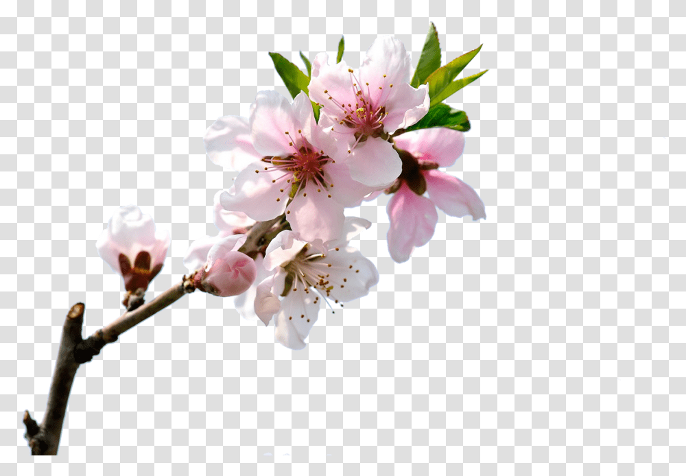 Blossom Bloom Transprent Peach Blossom Free, Plant, Flower, Cherry Blossom, Anther Transparent Png