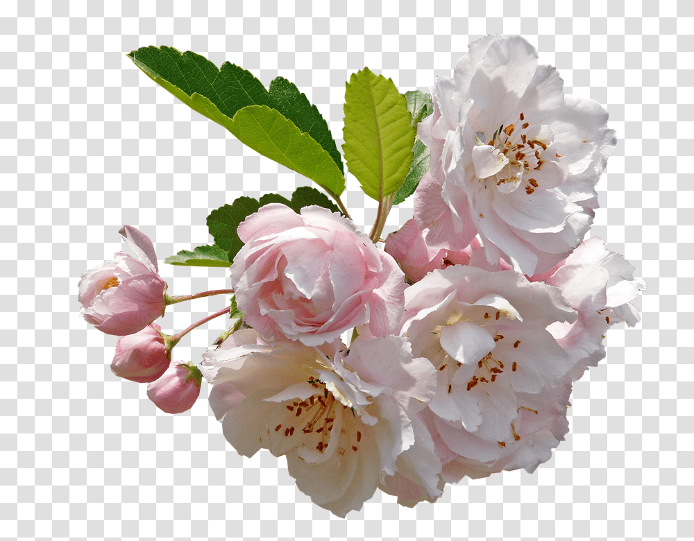 Blossom Crab Apple Free Photo On Pixabay Apple Blossom Flower, Plant, Peony, Geranium, Cherry Blossom Transparent Png