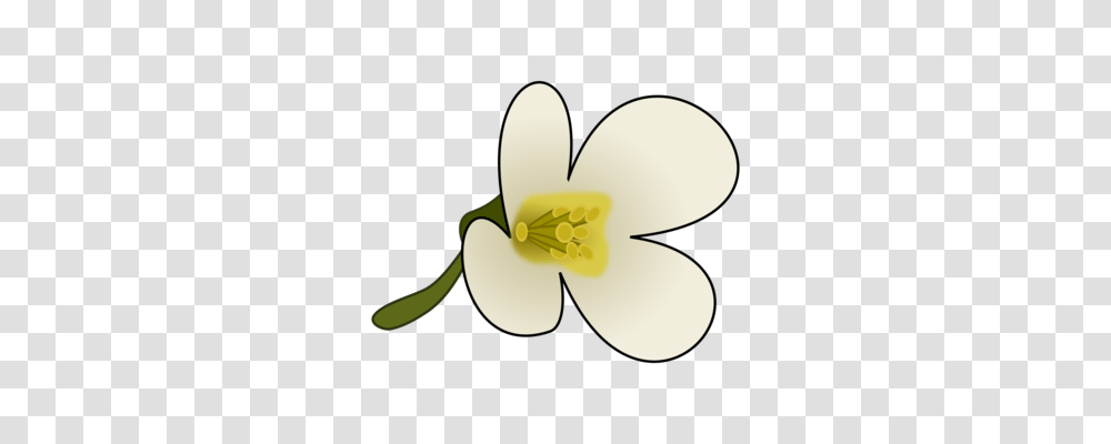 Blossom Flower Apple Can Stock Photo Drawing, Plant, Anther, Petal, Pollen Transparent Png