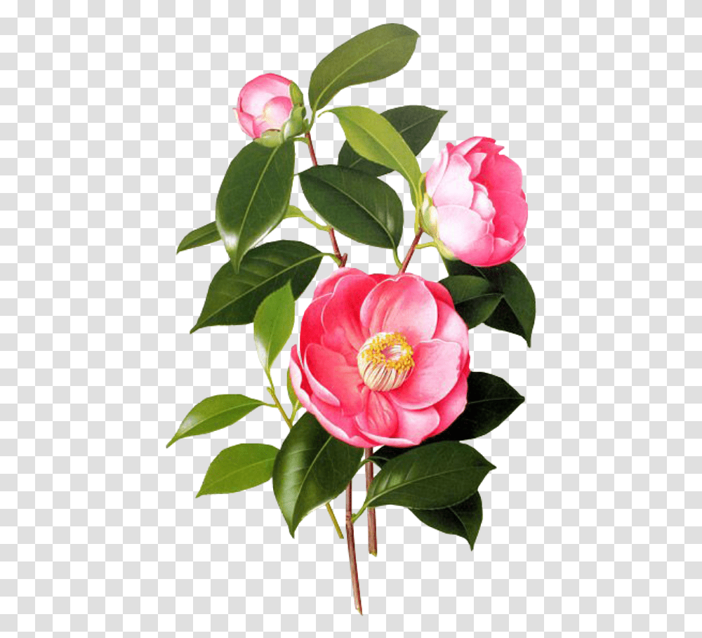 Blossom Jeju 2 Step Petal Mask, Plant, Peony, Flower, Leaf Transparent Png