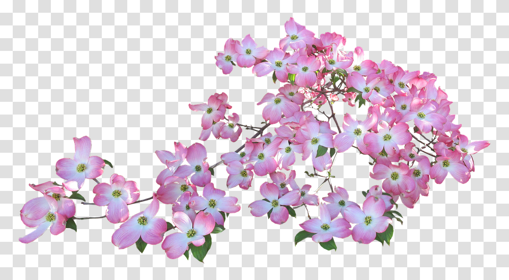 Blossom Pink Dogwood Butterflies Flowers Background, Geranium, Plant, Petal, Cherry Blossom Transparent Png