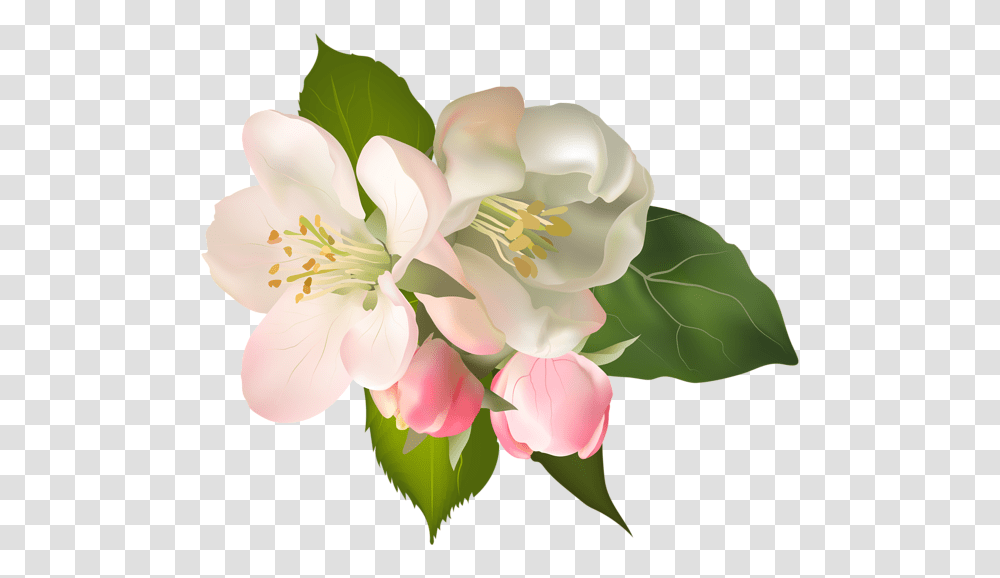 Blossom Spring Fower Clip Art, Plant, Flower, Lily, Rose Transparent Png