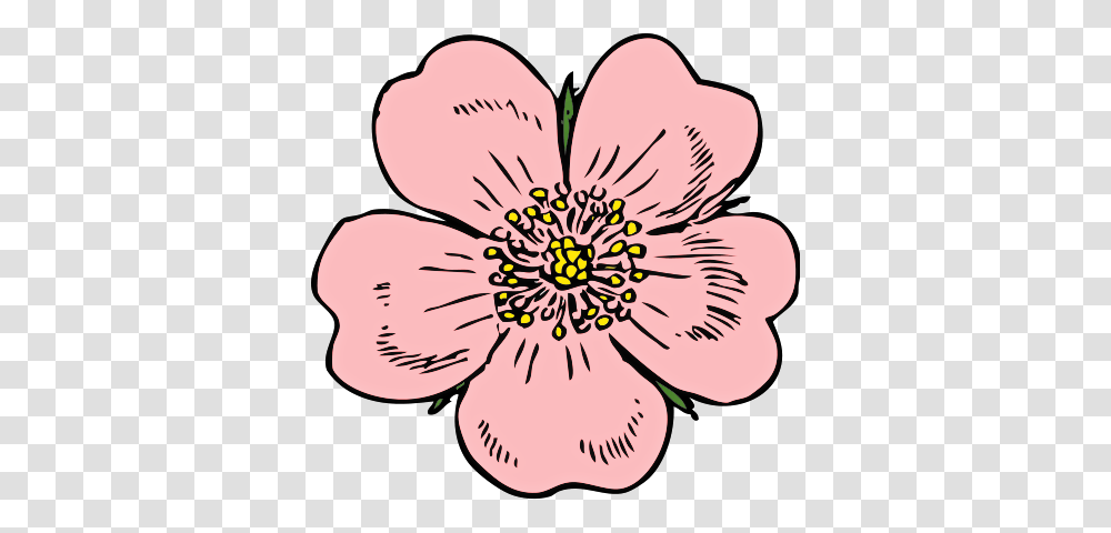 Blossom Website Clip Art Free Website, Plant, Anther, Flower, Hibiscus Transparent Png