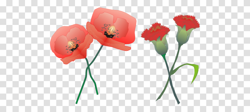 Blossoming Carnations Clip Art, Plant, Flower, Poppy, Petal Transparent Png