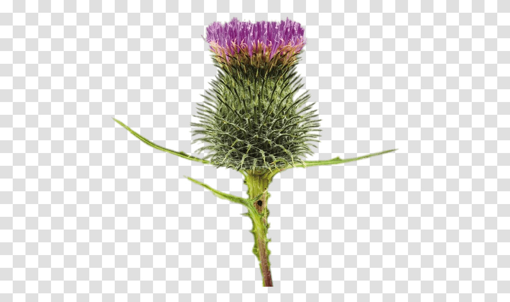 Blossoming Thistle Background Spear Thistles, Plant, Flower, Fungus Transparent Png