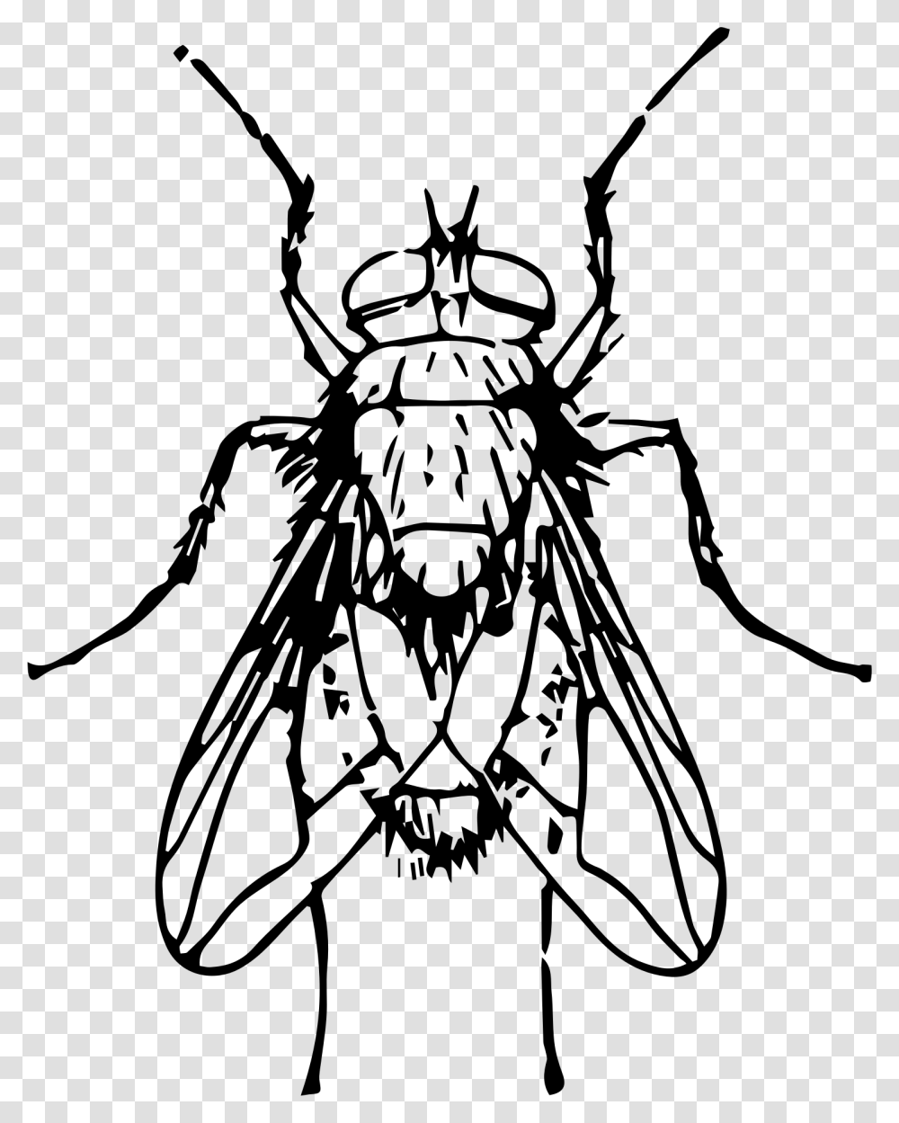 Blow Fly Clip Arts Blow Fly Clip Art, Gray, World Of Warcraft Transparent Png