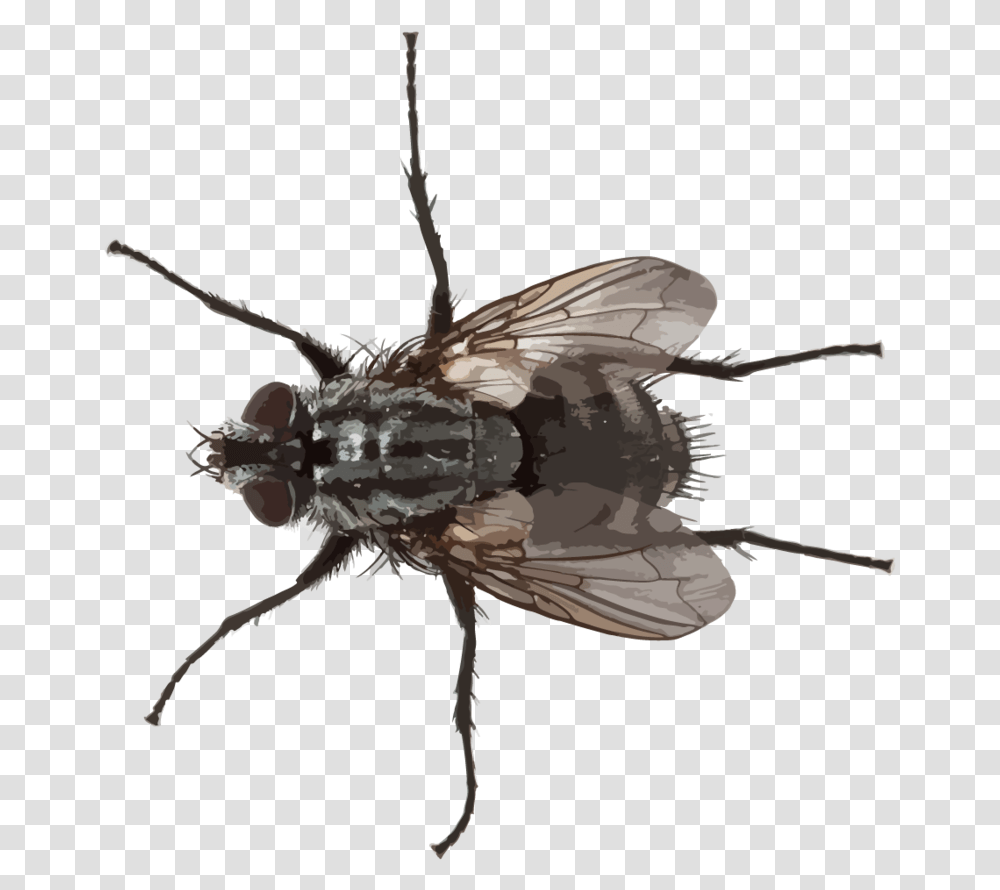 Blowflies Small Fly, Insect, Invertebrate, Animal, Asilidae Transparent Png