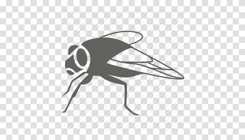 Blowfly Bug Flies Fly House Housefly Insect Pest Icon, Blow Dryer, Appliance, Hair Drier, Invertebrate Transparent Png