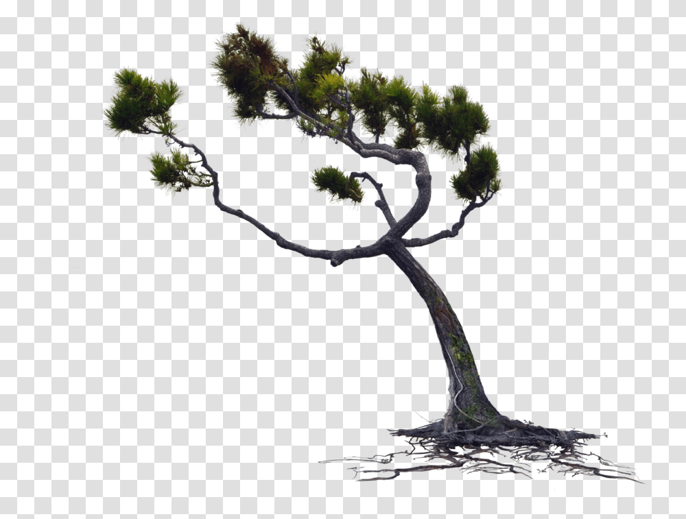 Blowing Wind Download Tree Blowing In The Wind, Plant, Vegetation, Bush, Outdoors Transparent Png